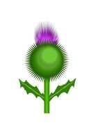 Thistle Vector drawing