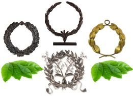 Olive Leaf Crown drawing