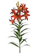 painted orange lily on a white background