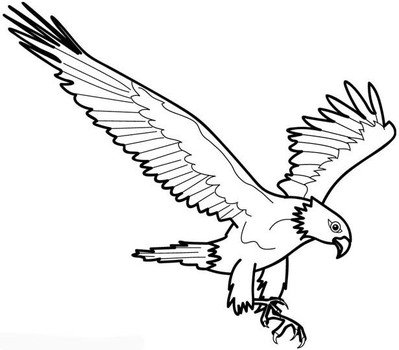 Bald Eagle Coloring Picture