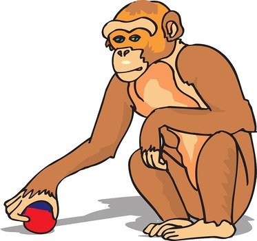 chimpanzee with a red ball in his hand