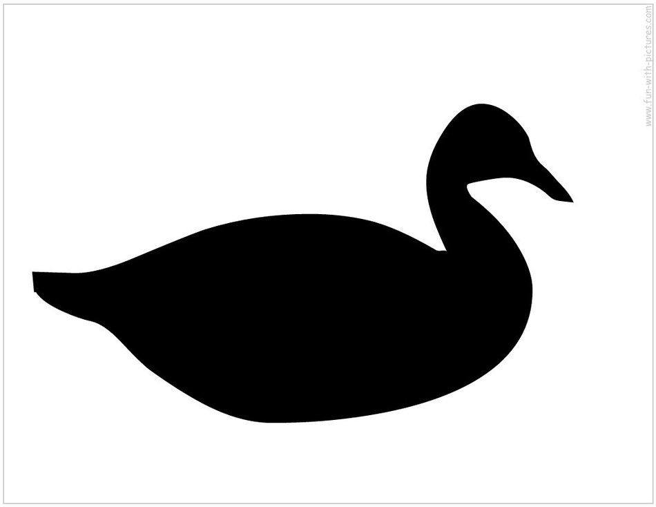 silhouette of waterfowl bird