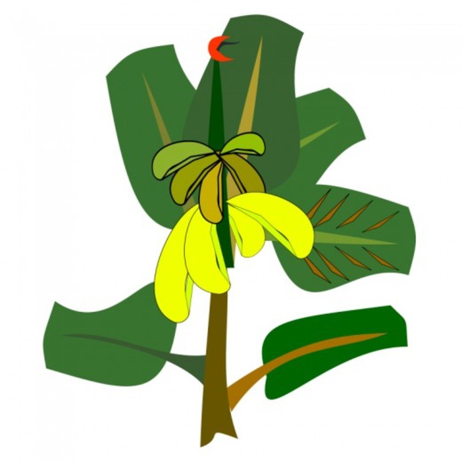 Банановое дерево вектор