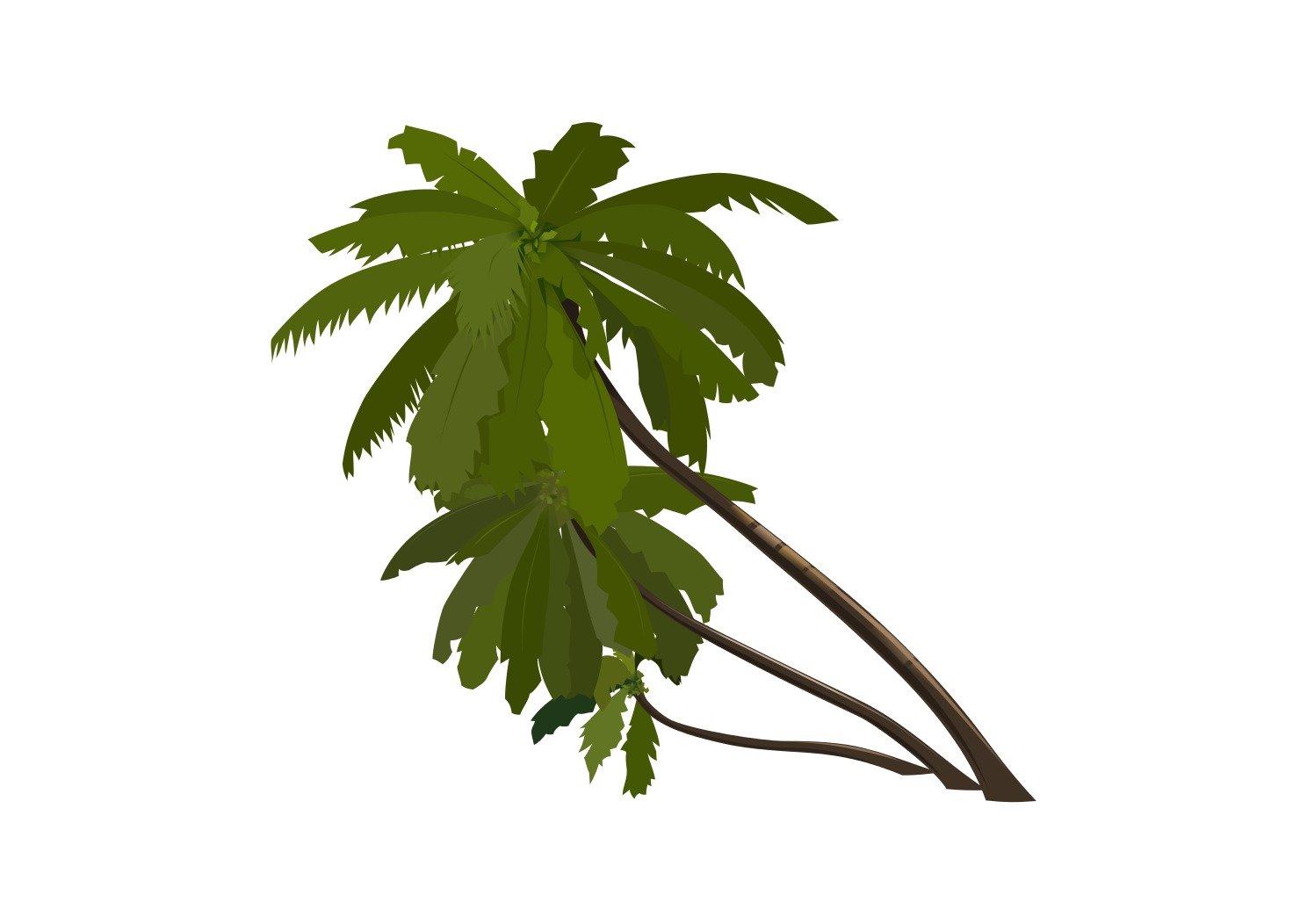 tilted palm trees as a picture for clipart
