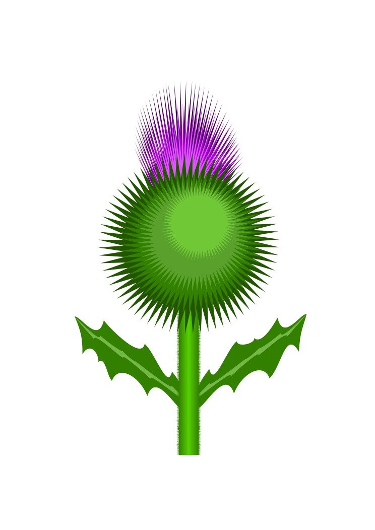 Thistle Vector drawing