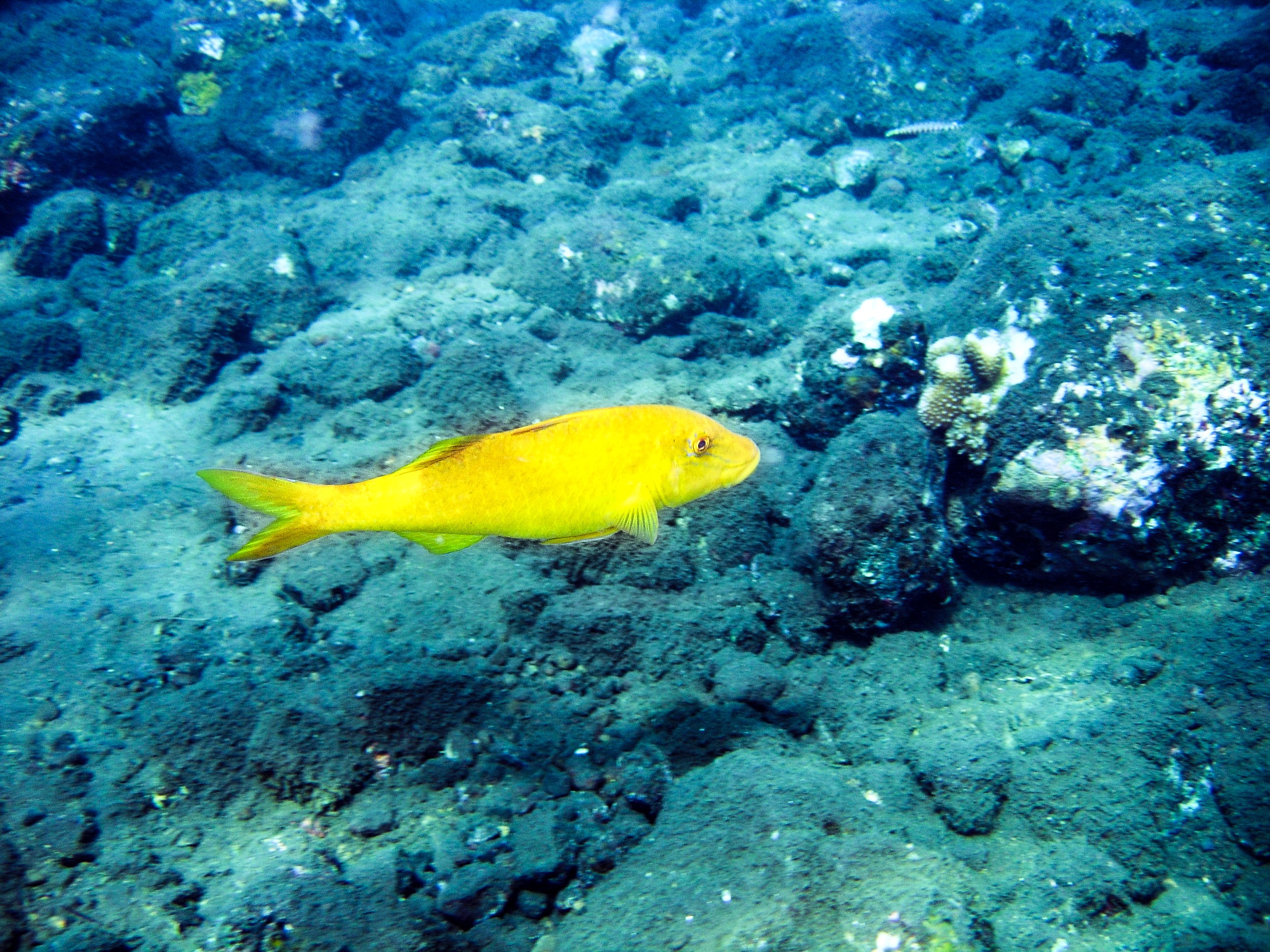 рыбы желтого моря название
