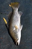 barramundi fish caught from the ocean