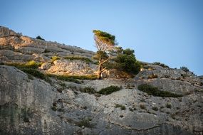 pine on the rock