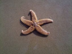 starfish on wet sand