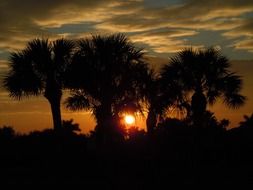 palm trees in the rays of sunset in Africa