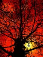 Tree and red sky