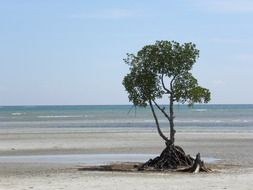 lonely tree on the beach