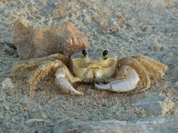 large ocean crab in the sand