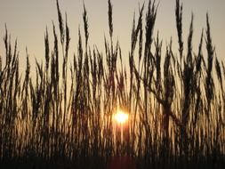 grass at sunset, back light