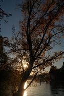 autumn tree on the background of the river Danube