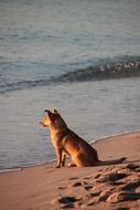 puppy on the sand near the surf