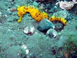 seahorse in the underwater world of the Maldives