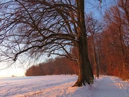 trees in the light of a crimson sunset