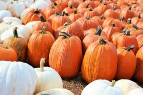 orange pumpkins halloween october