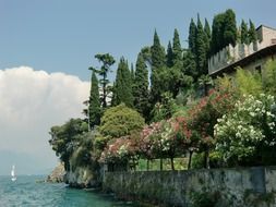 trees on a mountain in italy