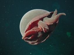 life of jellyfish in water
