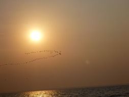 shoal of birds against the backdrop of an orange sunset