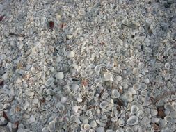 shells sea shell beach brown