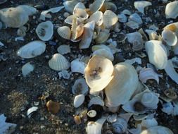 seashells on the beach at the baltic sea