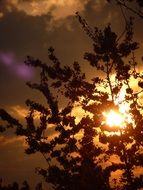 silhouette of a bush on a background of yellow sunset