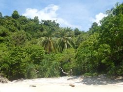 landscape of the green forest on the beach on island