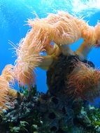 anemones like underwater flora