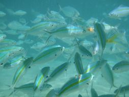 Fishes are swimming in the water