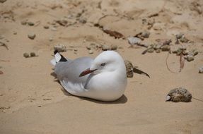 White and grey seagull on the sand