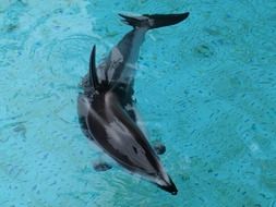 white bellied dolphin in a pool