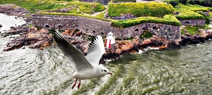 Seagull and lighthouse on the island