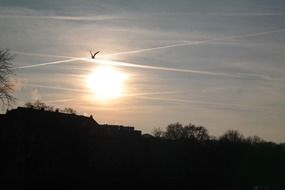 bird in the rays of a golden sunset