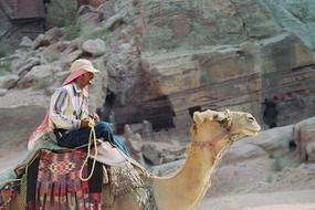 bedouin dromedary