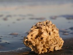 sponge on the beach near the water