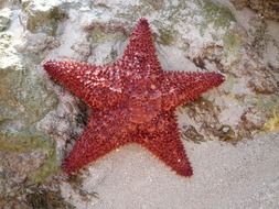 red sea star on sand, caribbean, martinique