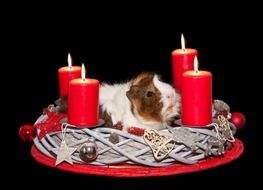 Natural guinea pig