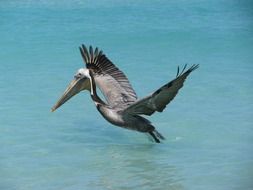 pelican, Cuba