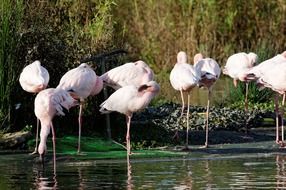 flamingos pink in water