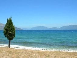 green tree by the sea on the sandy coast
