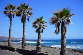 promenade palm trees along sea beach