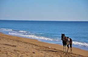brown horse on the beach