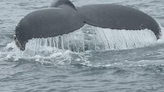 huge whale tail in the ocean