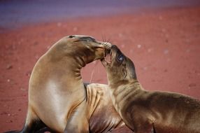 two sea lions on the beach