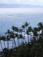 panoramic view of palm trees on a hawaiian beach