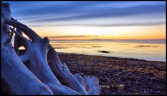 picture of the driftwood on a coast