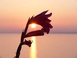 blooming scarlet flower on the background of the lake